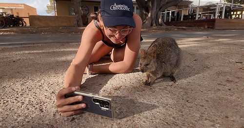 Quokkas, a rare animal on island near Australia, fuel tourism that helps fund protection